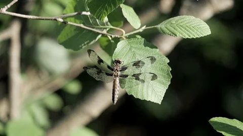 Dragonfly sways gently on a leaf in slow motion. Video stock 94155253