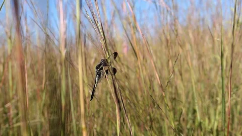 Dragonfly sways gently in slow motion on a tall prairie grass. Video stock 91882542