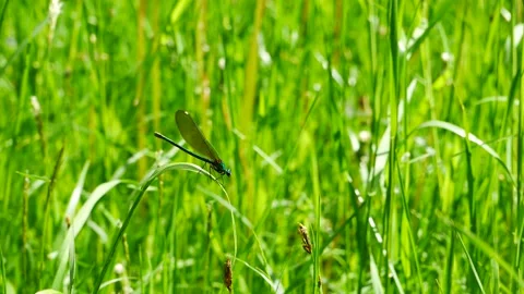 A dragonfly sways on a leaf of grass. Video stock 155495583