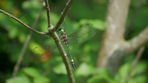 Dragonfly sways in slow motion while hanging from a tree branch. Stock Footage 73788842