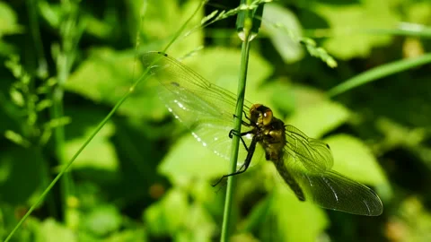 A dragonfly sways while sitting on a reed Vídeo Stock 155939422
