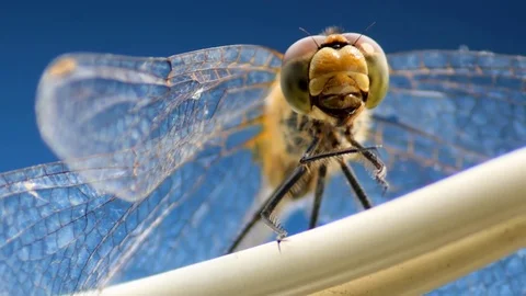 Dragonfly swinging on a wire Stock Footage 69739836