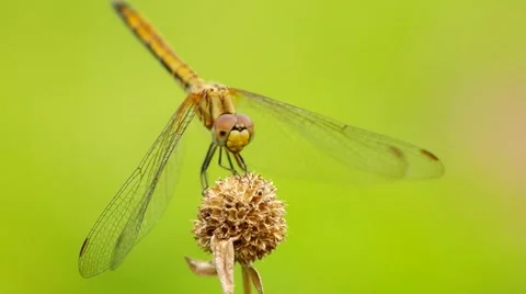 Dragonfly is take off Stock Footage 48957615
