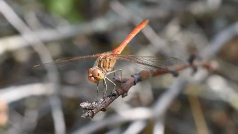 Dragonfly take off Stock Footage 114280547