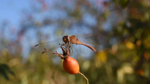 Dragonfly take off Stock Footage 115362687