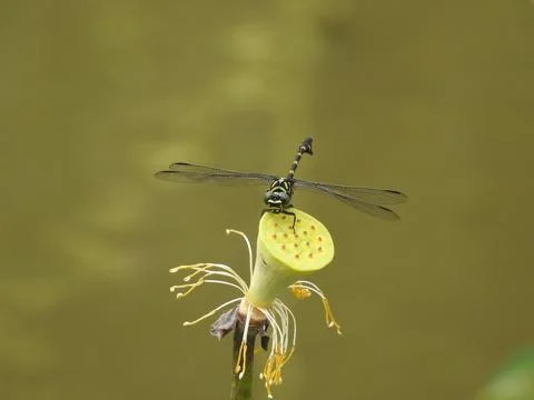 Dragonfly take a rest Foto stock