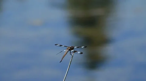 Dragonfly take-off slow-mo Video stock 34207636