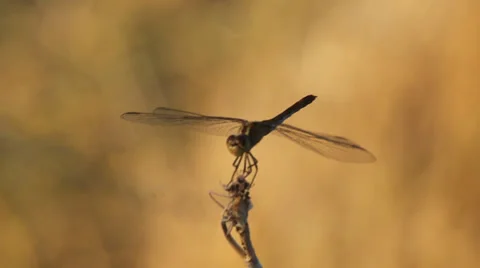 Dragonfly Takeoff Stock Footage 28407351