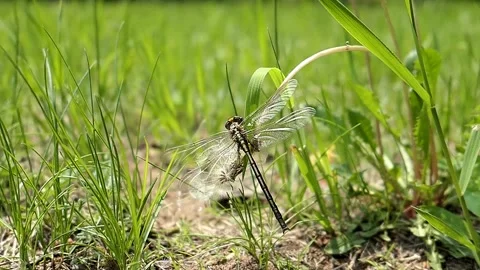 Dragonfly takes off from a dandelion flower. Video stock 324763079