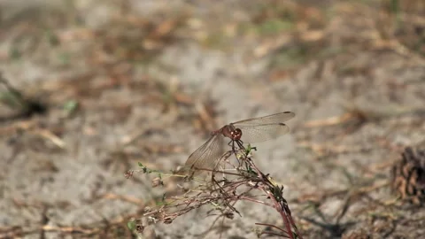 Dragonfly takes off from a flower, slow motion, insects in slow motion Stock Footage 221093834