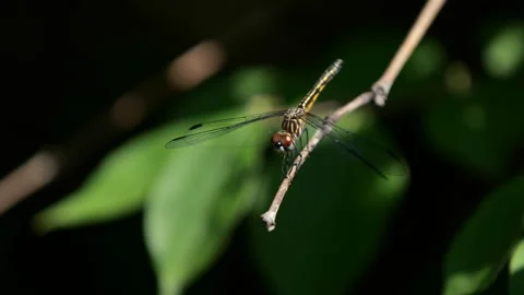 A Dragonfly Takes Off Video stock 132681874