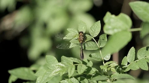 Dragonfly takes off from a leaf in slow motion. Stock-Footage 94155186