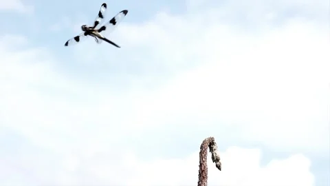 Dragonfly takes a short flight then returns. Stock-Footage 324763073