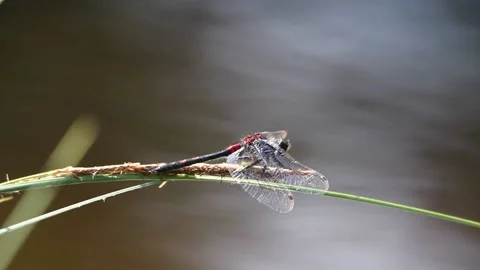 The dragonfly takes off in slow motion from the grass Vidéo 228880084