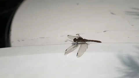 Dragonfly takes off, slow motion, insects in slow motion Stock Footage 221093476