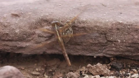 Dragonfly taking flight for the first time Stock Footage 315520803