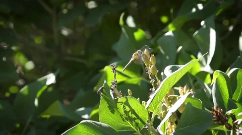 Dragonfly taking flight Stock Footage 41502033