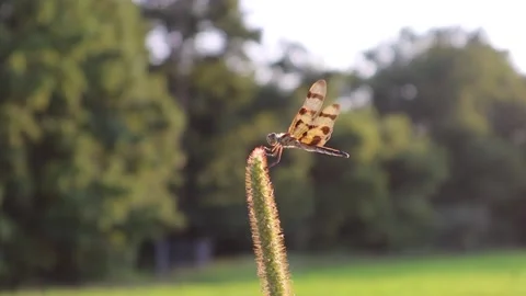 Dragonfly Taking Off  Video stock 162136056