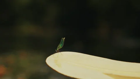 Dragonfly Taking Off from Kayak Paddle in Slow Motion, Spreewald Video stock 320738849