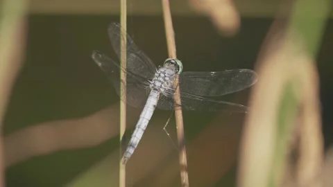 Dragonfly on tall grass cleans self and watches for prey Stock Footage 139427651