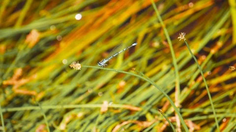 Dragonfly in tall grass, close up view Stock Footage 112608917