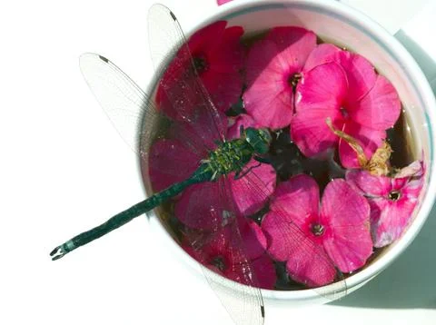 Dragonfly On Tea Cup 写真素材
