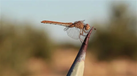 Dragonfly on a thorn 1 Stock Footage 33753126
