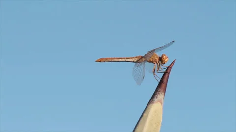 Dragonfly on a thorn 2 Stock Footage 33754053