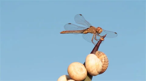 Dragonfly on a thorn 3 Stock Footage 33754640
