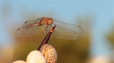 Dragonfly on a thorn 6 Stock Footage 33756521