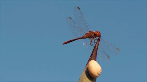 Dragonfly on a thorn 7 Stock Footage 33756944