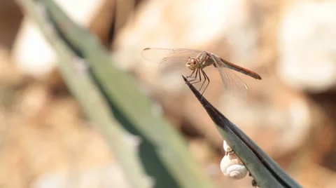 Dragonfly on a thorn, rocks in background 2 Stock Footage 33921626