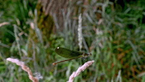 Dragonfly in the ticino park 스톡 동영상 197380273