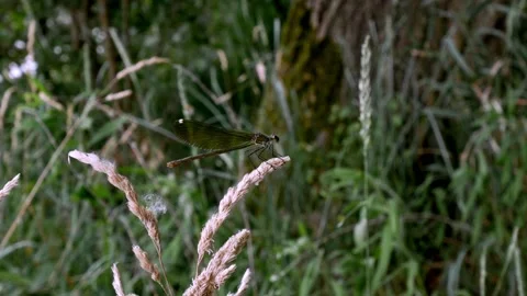 Dragonfly in the ticino park 스톡 동영상 197380288