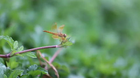 Dragonfly on timber Stock Footage 54518822