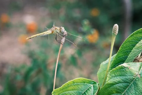 Dragonfly with tiny wings and big eyes resting on a stem, insect macro. Stock Photos