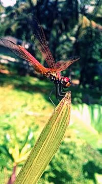A dragonfly on the tip of a plant Stock Photos