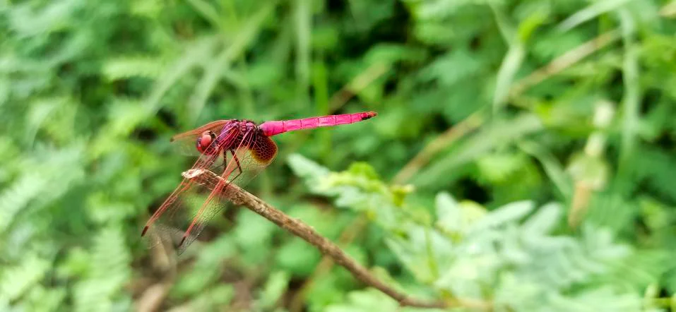 Dragonfly on the tip of the stick Stock Photos