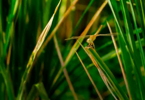 Dragonfly on top of grass 스톡 사진