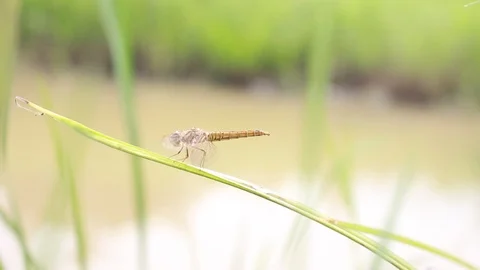 Dragonfly on the top of the green grass 스톡 동영상 108261595