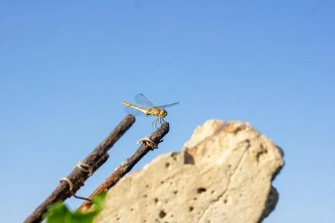 Dragonfly on the top of the rock Stock-Fotos