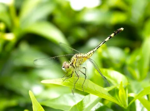 Dragonfly on top of a tree Stock Photos