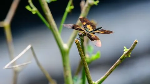 A dragonfly with translucent wings rests on a slender twig, with amber and ye Stockfoto's