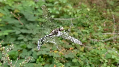 Dragonfly, Trapped Stock Footage 237614800