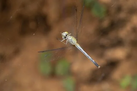 Dragonfly trapped in a spiderweb in focus Foto stock