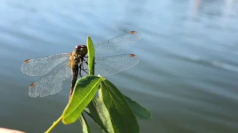 Dragonfly on a tree branch close-up. Man holding a dragonfly on a branch close Video stock 202611694