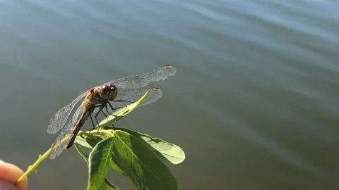 Dragonfly on a tree branch close-up. Man holding a dragonfly on a branch close Stock Footage 211089297