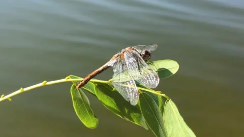 Dragonfly on a tree branch close-up. Man holding a dragonfly on a branch close Vídeo Stock 211089476
