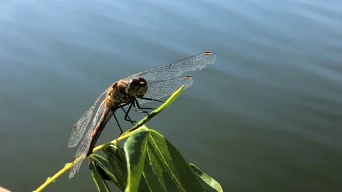 Dragonfly on a tree branch close-up. Man holding a dragonfly on a branch close 스톡 동영상 212432563