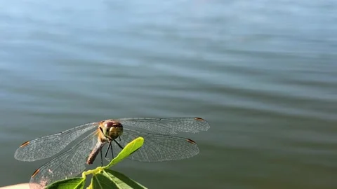 Dragonfly on a tree branch close-up. Man holding a dragonfly on a branch close Stock Footage 214498609